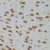 CAPRIN1 Antibody - Immunohistochemistry of paraffin-embedded mouse brain tissue.