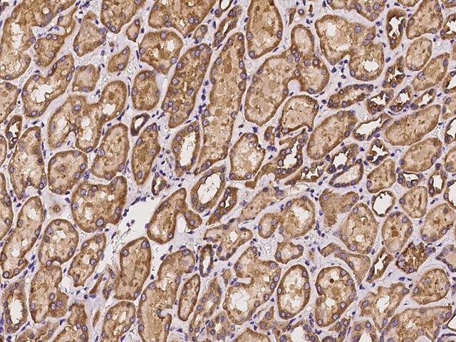 CAPRIN1 Antibody - Immunochemical staining of human CAPRIN1 in human kidney with rabbit polyclonal antibody at 1:100 dilution, formalin-fixed paraffin embedded sections.