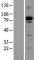 CAPRIN1 Protein - Western validation with an anti-DDK antibody * L: Control HEK293 lysate R: Over-expression lysate
