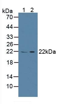 CAPS Antibody - Western Blot; Sample: Lane1: Porcine Spleen Tissue; Lane2: Human 293T Cells.