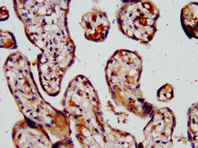 CAPS2 Antibody - Immunohistochemistry image at a dilution of 1:500 and staining in paraffin-embedded human placenta tissue performed on a Leica BondTM system. After dewaxing and hydration, antigen retrieval was mediated by high pressure in a citrate buffer (pH 6.0) . Section was blocked with 10% normal goat serum 30min at RT. Then primary antibody (1% BSA) was incubated at 4 °C overnight. The primary is detected by a biotinylated secondary antibody and visualized using an HRP conjugated SP system.