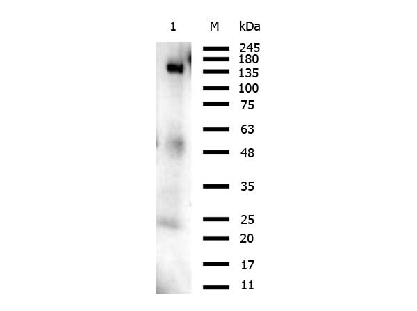 Capsid Protein VP1 Antibody - Western Blot of rabbit Anti-Orf2 antibody. Lane 1: Mouse liver whole cell lysate (W10-000-T020) Load: 10 µg per lane. Primary antibody: Orf2 antibody at 1.0 µg/mL for overnight at 4°C. Secondary antibody: Gt-a-Rb HRP 611-103-122 at 1:40,000 for 30 min at RT. Block: MB-070 overnight at 4°C. Predicted/Observed size: 150 kDa for Orf2.