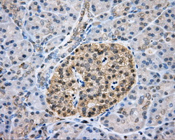 CAPZA1 / CAPZ Alpha 1 Antibody - IHC of paraffin-embedded pancreas tissue using anti-CAPZA1 mouse monoclonal antibody. (Dilution 1:50).