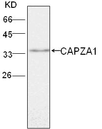 CAPZA1 / CAPZ Alpha 1 Antibody
