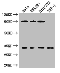 CAPZA1 / CAPZ Alpha 1 Antibody - Positive WB detected in:Hela whole cell lysate,HEK293 whole cell lysate,NIH/3T3 whole cell lysate,THP-1 whole cell lysate;All lanes: CAPZA1 antibody at 3ug/ml;Secondary;Goat polyclonal to rabbit IgG at 1/50000 dilution;Predicted band size: 33 kDa;Observed band size: 33,90 kDa;