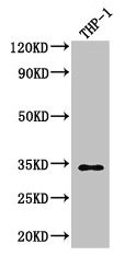 CAPZA1 / CAPZ Alpha 1 Antibody - Western Blot Positive WB detected in: THP-1 whole cell lysate All lanes: CAPZA1 antibody at 3µg/ml Secondary Goat polyclonal to rabbit IgG at 1/50000 dilution Predicted band size: 33 kDa Observed band size: 33 kDa