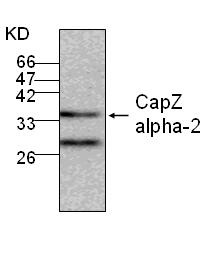 CAPZA2 / CAPZ Alpha 2 Antibody