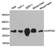 CAPZA2 / CAPZ Alpha 2 Antibody - Western blot of extracts of various cell lines, using CAPZA2 antibody.