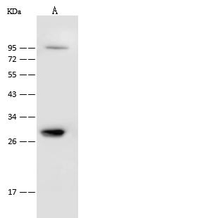 CAPZB / CAPZ Beta Antibody - Anti-CAPZB rabbit polyclonal antibody at 1:500 dilution. Lane A: HeLa Whole Cell Lysate. Lysates/proteins at 30 ug per lane. Secondary: Goat Anti-Rabbit IgG (H+L)/HRP at 1/10000 dilution. Developed using the ECL technique. Performed under reducing conditions. Predicted band size: 121 kDa.