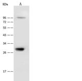 CAPZB / CAPZ Beta Antibody - Anti-CAPZB rabbit polyclonal antibody at 1:500 dilution. Lane A: HeLa Whole Cell Lysate. Lysates/proteins at 30 ug per lane. Secondary: Goat Anti-Rabbit IgG (H+L)/HRP at 1/10000 dilution. Developed using the ECL technique. Performed under reducing conditions. Predicted band size: 121 kDa.