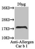 Car b 1 Isoforms 1A+1B Antibody - Western Blot Positive WB detected in: Carpinus betulus (40µg) All lanes: Allergen Car b I antibody at 4µg/ml Secondary Goat polyclonal to rabbit IgG at 1/50000 dilution Predicted band size: 18 kDa Observed band size: 18 kDa