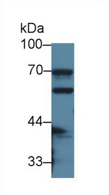 Carboxylesterase 1 / CES1 Antibody