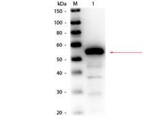 Carboxylesterase 1 / CES1 Antibody - Western Blot of rabbit anti-Esterase Antibody Biotin Conjugated. Lane 1: Esterase (Porcine Liver). Load: 50 ng per lane. Primary antibody: Rabbit anti-Esterase Antibody Biotin Conjugated at 1:1,000 overnight at 4°C. Secondary antibody: HRP Streptavidin secondary antibody at 1:40,000 for 30 min at RT. Block: MB-070 for 30 min at RT. Predicted/Observed size: 62 kDa, 55 kDa for Esterase.