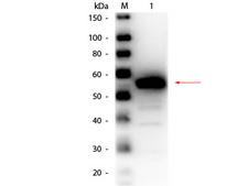Carboxylesterase 1 / CES1 Antibody - Western Blot of rabbit anti-Esterase Antibody Peroxidase Conjugated. Lane 1: Esterase (Porcine Liver). Load: 50 ng per lane. Primary antibody: Rabbit anti-Esterase Antibody Peroxidase Conjugated at 1:1,000 overnight at 4°C. Secondary antibody: n/a. Block: MB-070 for 30 min at RT. Predicted/Observed size: 62 kDa, 55 kDa for Esterase.