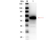 Carboxylesterase 1 / CES1 Antibody - Western Blot of Rabbit anti-Esterase Antibody Peroxidase Conjugated. Lane 1: Esterase (Porcine Liver). Load: 50 ng per lane. Primary antibody: Rabbit anti-Esterase Antibody Peroxidase Conjugated at 1:1,000 overnight at 4°C. Secondary antibody: n/a.