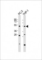 Carboxypeptidase A5 / CPA5 Antibody - All lanes: Anti-CPA5 Antibody (C-Term) at 1:2000 dilution. Lane 1: PC-3 whole cell lysates. Lane 2: THP-1 whole cell lysates Lysates/proteins at 20 ug per lane. Secondary Goat Anti-Rabbit IgG, (H+L), Peroxidase conjugated at 1:10000 dilution. Predicted band size: 49 kDa. Blocking/Dilution buffer: 5% NFDM/TBST.