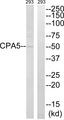 Carboxypeptidase A5 / CPA5 Antibody - Western blot analysis of extracts from 293 cells, using CPA5 antibody.