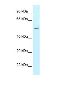 Carboxypeptidase A5 / CPA5 Antibody - CPA5 antibody Western blot of Rat Muscle lysate. Antibody concentration 1 ug/ml.  This image was taken for the unconjugated form of this product. Other forms have not been tested.
