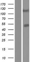 Carboxypeptidase A5 / CPA5 Protein - Western validation with an anti-DDK antibody * L: Control HEK293 lysate R: Over-expression lysate