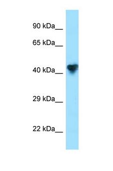 Carboxypeptidase O / CPO Antibody - CPO antibody Western blot of 293T Cell lysate. Antibody concentration 1 ug/ml.  This image was taken for the unconjugated form of this product. Other forms have not been tested.
