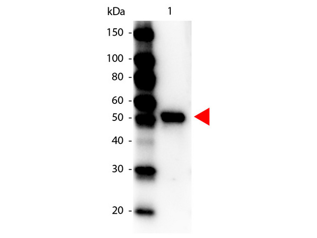 Carboxypeptidase Y Antibody - Western Blot of Peroxidase conjugated Rabbit anti-Carboxypeptidase Y Antibody. Lane 1: Carboxypeptidase Y. Lane 2: none. Load: 100 ng per lane. Primary antibody: none. Secondary antibody: Peroxidase rabbit Carboxypeptidase Y antibody at 1:1,000 for 60 min at RT Block: MB-070 for 30 min at RT. Predicted/Observed size: 53 kDa for Carboxypeptidase Y. Other band(s): none.