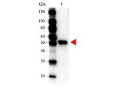 Carboxypeptidase Y Antibody - Western Blot of Peroxidase conjugated Rabbit anti-Carboxypeptidase Y Antibody. Lane 1: Carboxypeptidase Y. Lane 2: none. Load: 100 ng per lane. Primary antibody: none. Secondary antibody: Peroxidase rabbit Carboxypeptidase Y antibody at 1:1,000 for 60 min at RT Block: MB-070 for 30 min at RT. Predicted/Observed size: 53 kDa for Carboxypeptidase Y. Other band(s): none.