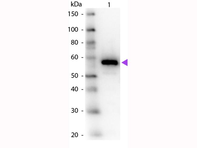 Carboxypeptidase Y Antibody - Western Blot of Rabbit anti-Carboxypeptidase Y Antibody. Lane 1: Carboxypeptidase Y. Lane 2: None. Load: 50 ng per lane. Primary antibody: Carboxypeptidase Y primary antibody at 1:1,000 overnight at 4°C. Secondary antibody: Peroxidase rabbit secondary antibody at 1:40,000 for 30 min at RT.