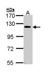 CARD10 / CARMA3 Antibody - Sample (30 ug of whole cell lysate). A: 293T. 7.5% SDS PAGE. CARD10 antibody diluted at 1:1000. 