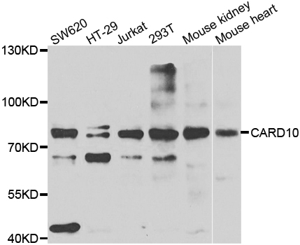 CARD10 / CARMA3 Antibody - Western blot analysis of extracts of various cell lines.