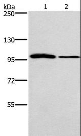 CARD14 Antibody - Western blot analysis of NIH/3T3 and A172 cell, using CARD14 Polyclonal Antibody at dilution of 1:800.