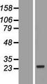 CARD16 / COP Protein - Western validation with an anti-DDK antibody * L: Control HEK293 lysate R: Over-expression lysate