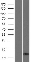 CARD17 / INCA Protein - Western validation with an anti-DDK antibody * L: Control HEK293 lysate R: Over-expression lysate