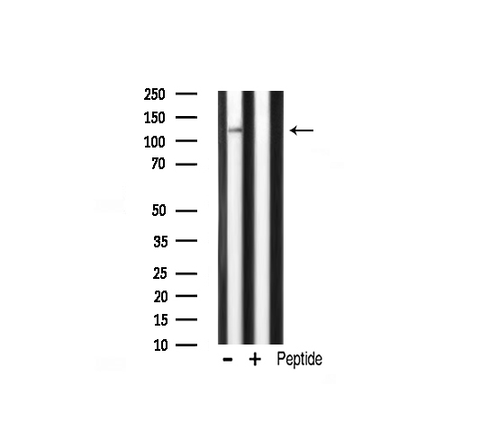CARD6 Antibody - Western blot analysis of CARD6 expression in mouse brain lysate