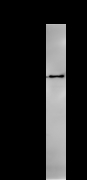CARD8 / Cardinal / TUCAN Antibody - Immunoprecipitation: RIPA lysate of HeLa cells was incubated with anti-CARD8 mAb. Predicted molecular weight: 48 kDa