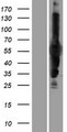 CARD9 Protein - Western validation with an anti-DDK antibody * L: Control HEK293 lysate R: Over-expression lysate