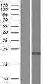 Cardiolipin Synthase / CRLS1 Protein - Western validation with an anti-DDK antibody * L: Control HEK293 lysate R: Over-expression lysate
