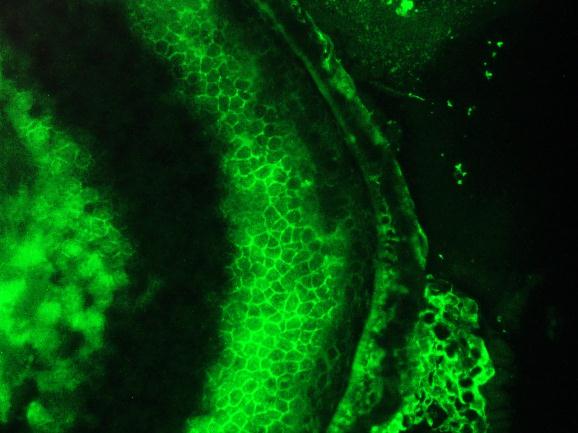 Cardiotin Antibody - Immunofluorescence staining of a 7 days old zebrafish embryo