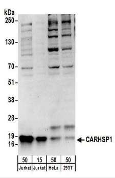 CARHSP1 Antibody - Detection of Human CARHSP1 by Western Blot. Samples: Whole cell lysate from Jurkat (15 and 50 ug), HeLa (50 ug), and 293T (50 ug) cells. Antibodies: Affinity purified rabbit anti-CARHSP1 antibody used for WB at 0.4 ug/ml. Detection: Chemiluminescence with an exposure time of 30 seconds.