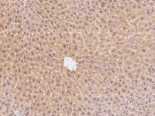 CARMA1 / CARD11 Antibody - Immunochemical staining of mouse Card11 in mouse liver with rabbit polyclonal antibody at 1:300 dilution, formalin-fixed paraffin embedded sections.