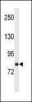 Carom / FCHSD2 Antibody - FCSD2 Antibody western blot of NCI-H460 cell line lysates (35 ug/lane). The FCSD2 antibody detected the FCSD2 protein (arrow).