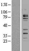 Carom / FCHSD2 Protein - Western validation with an anti-DDK antibody * L: Control HEK293 lysate R: Over-expression lysate