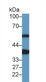 CARP / ANKRD1 Antibody - Western Blot; Sample: Rat Heart lysate; Primary Ab: 1µg/ml Rabbit Anti-Mouse ANKRD1 Antibody Second Ab: 0.2µg/mL HRP-Linked Caprine Anti-Rabbit IgG Polyclonal Antibody