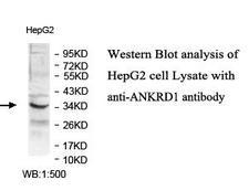 CARP / ANKRD1 Antibody