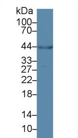 CARP / ANKRD1 Antibody - Western Blot; Sample: Porcine Heart lysate; Primary Ab: 2µg/ml Rabbit Anti-Human ANKRD1 Antibody Second Ab: 0.2µg/mL HRP-Linked Caprine Anti-Rabbit IgG Polyclonal Antibody