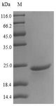 Allergen Car b I Protein - (Tris-Glycine gel) Discontinuous SDS-PAGE (reduced) with 5% enrichment gel and 15% separation gel.