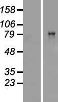 CARS1 / CARS Protein - Western validation with an anti-DDK antibody * L: Control HEK293 lysate R: Over-expression lysate
