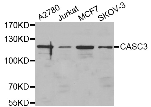 CASC3 / MLN51 Antibody - Western blot analysis of extracts of various cell lines.