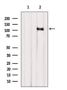 CASC3 / MLN51 Antibody