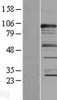 CASC3 / MLN51 Protein - Western validation with an anti-DDK antibody * L: Control HEK293 lysate R: Over-expression lysate