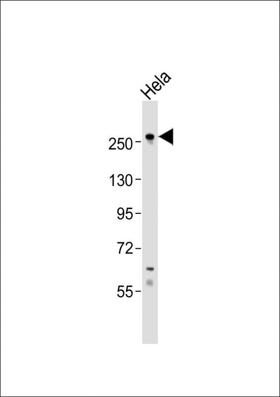 CASC5 Antibody - Anti-CASC5 Antibody (C-Term)at 1:500 dilution + HeLa whole cell lysates Lysates/proteins at 20 ug per lane. Secondary Goat Anti-Rabbit IgG, (H+L), Peroxidase conjugated at 1:10000 dilution. Predicted band size: 265 kDa. Blocking/Dilution buffer: 5% NFDM/TBST.